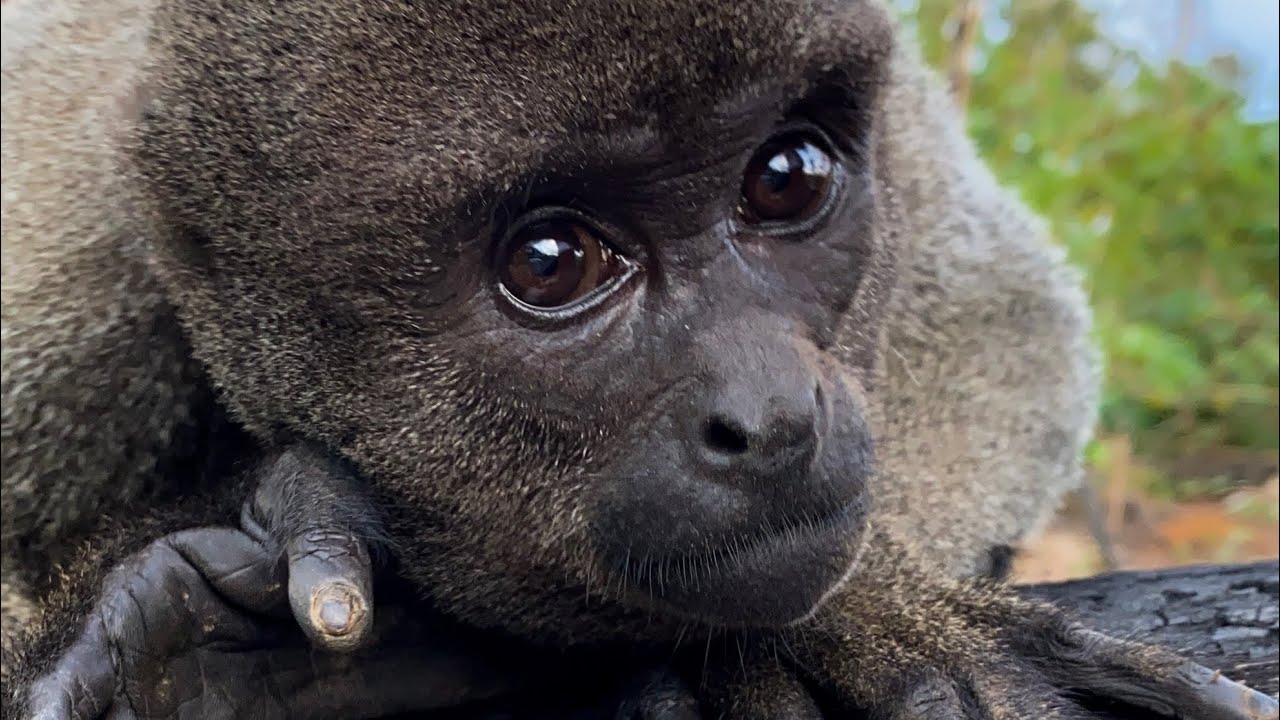 Amazon Tupana Lodge - Um hotel na selva amazônica