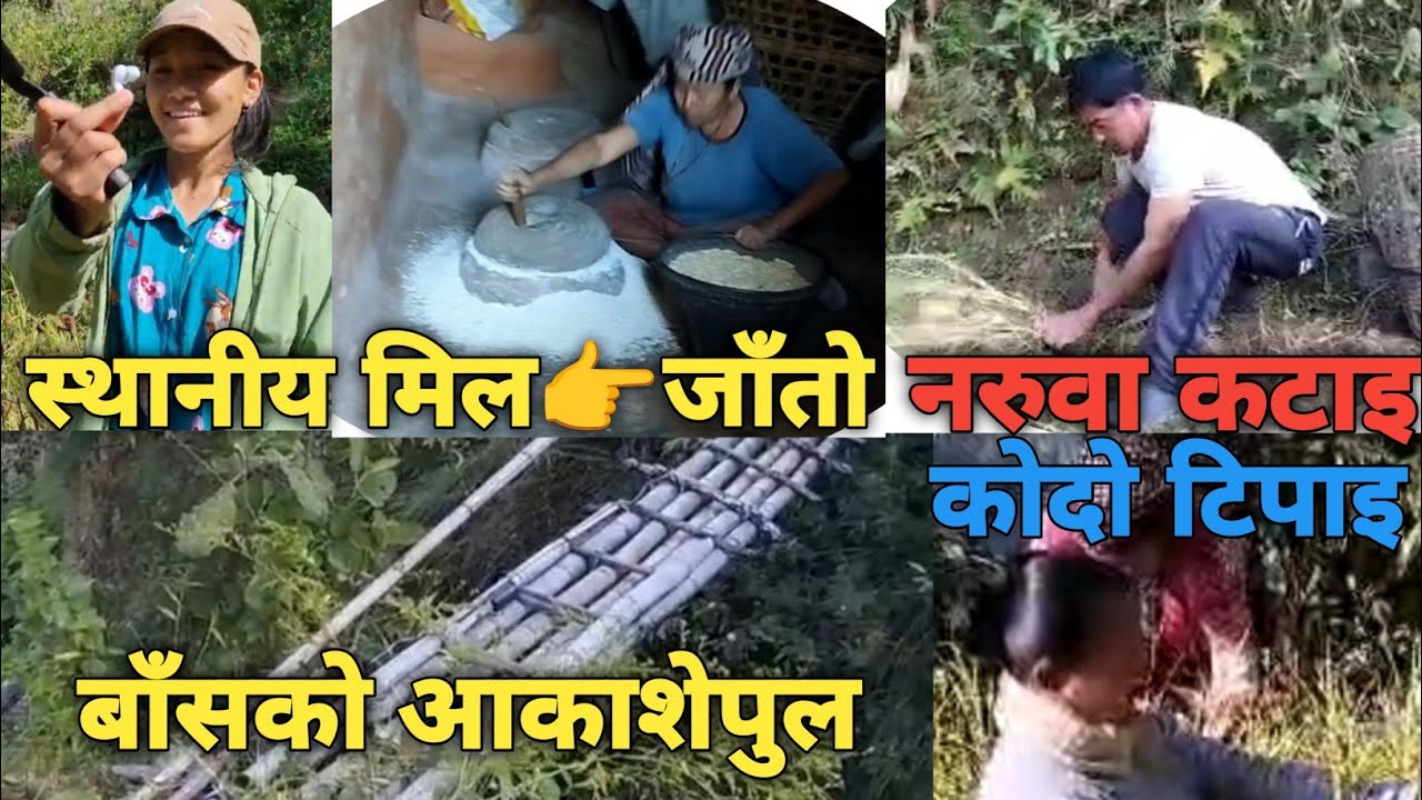 मङ्सिर लागेसँगै यो काम थालियो है/Local आकाशेपुल/ जाँतो पिँध्ने काम-हेर्नुहोस् #bhojpur #hatuwagadhi 