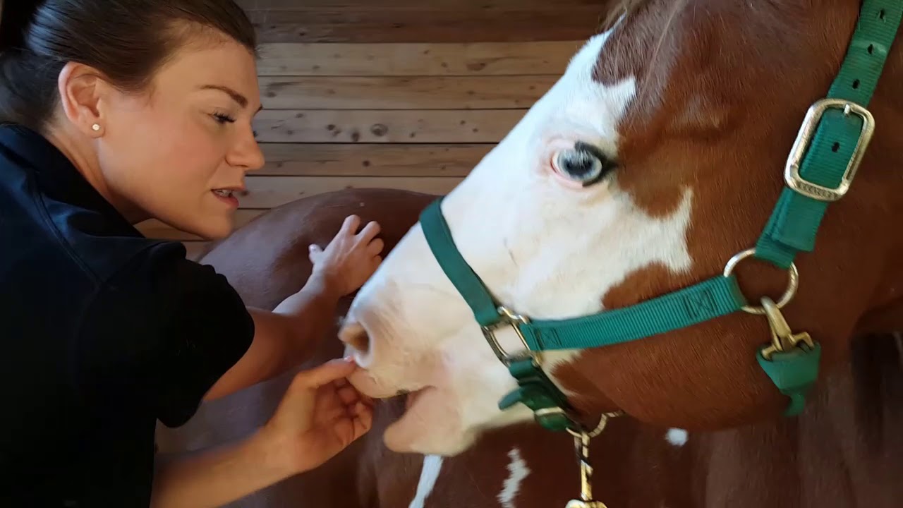 A Visit From the Equine Chiropractor