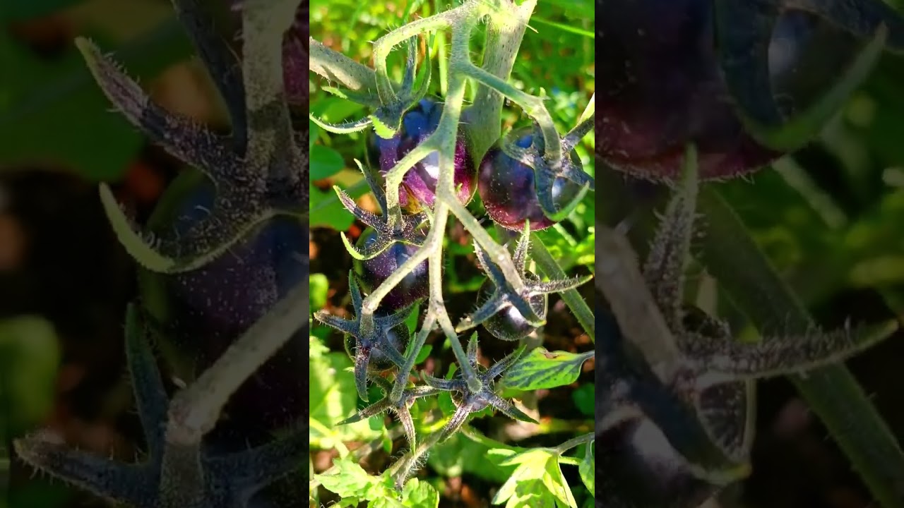 Black tomato - special variety - Grow your own vegetable