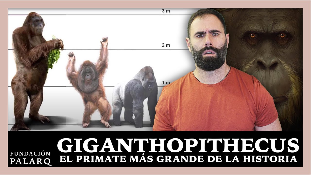 ¿Por Qué Desapareció el Gigantopithecus? El Coloso del Pleistoceno, la Historia de una Extinción