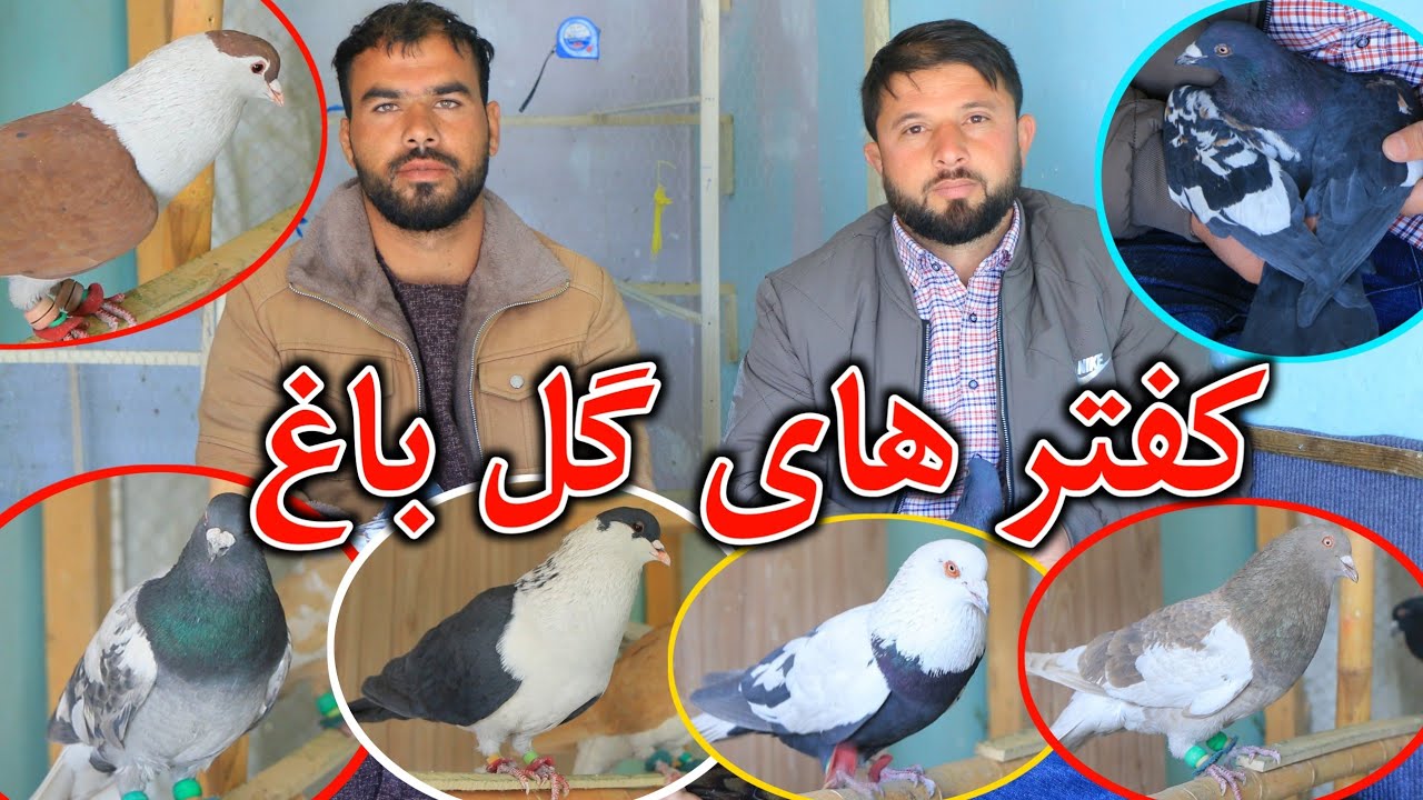 کفتر های گل باغ - کفتر های خیل بیست پنج کفتر تور پهلوان تمیم چهاردهی- pigeons for sale Pahlawan Shop