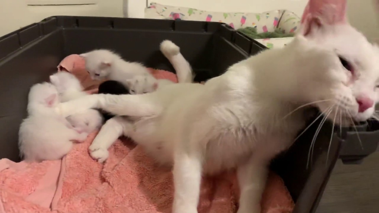Welcome Mama Cat and Five Babies!!