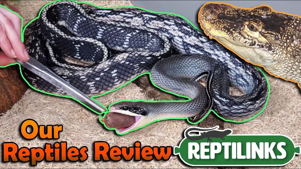 Our Reptiles Try Reptilinks for the First Time!