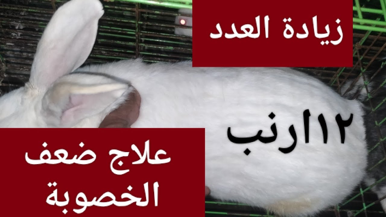 علاج ضعف الخصوبة وزيادة عدد الخلفات والسر وراء هذه المشكلة وحلها نهائيا 👍👍👍👍👍👍👍💯💯