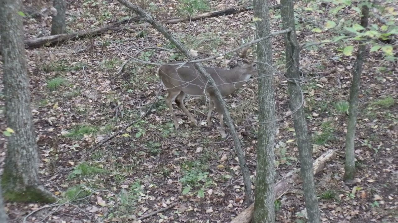 Shooting a 160 in buck at 5 yards