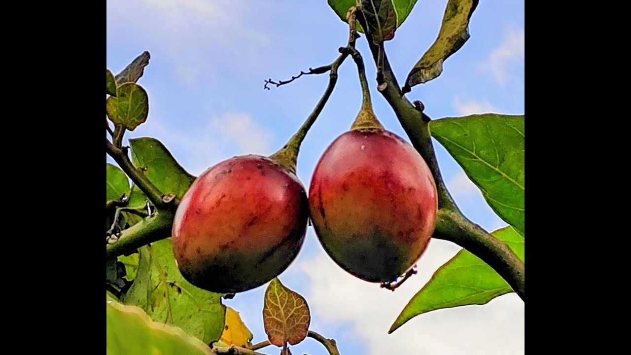 TOMATE DE ARBOL, FRUTA EXOTICA Y REFRESCANTE  rico en Vitaminas que fortalecen el sistema inmune.