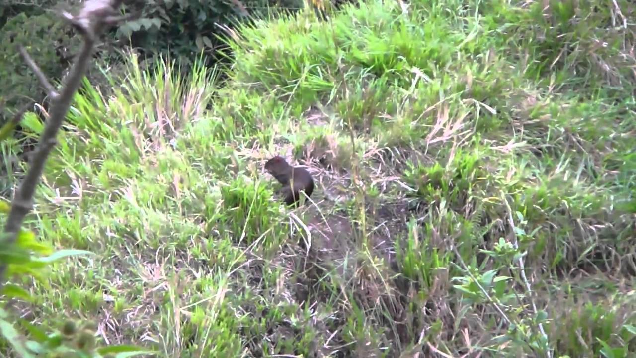 guatusa comiendo