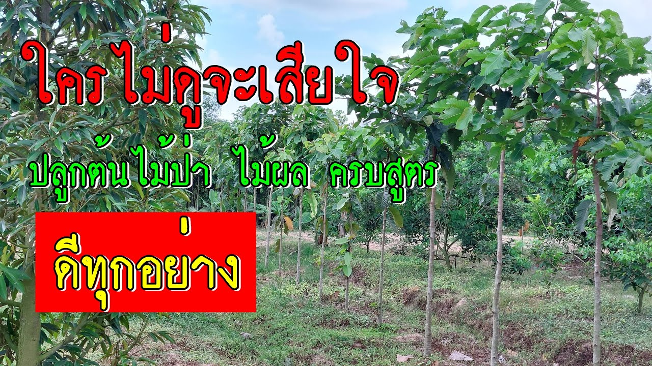 ใครไม่ดูจะเสียใจ !! ปลูกต้นไม้ป่า ไม้ผล ครบสูตร ดีทุกอย่าง สวยทุกชนิด