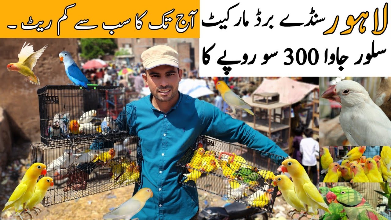 Lahore Sunday Birds Market Parindo Ki Bharmar New update price 7/5/2023 Aj to ka subse km rt#lahori