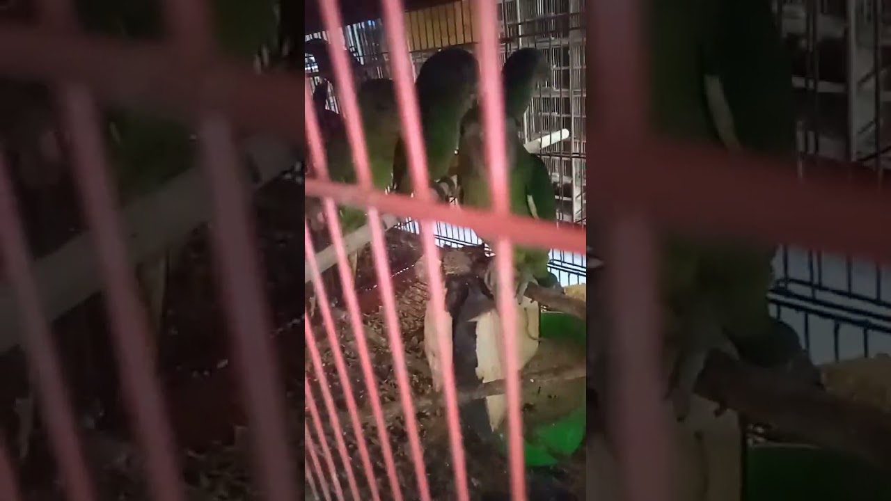 Burung Nuri Tanau yang unik dan indah