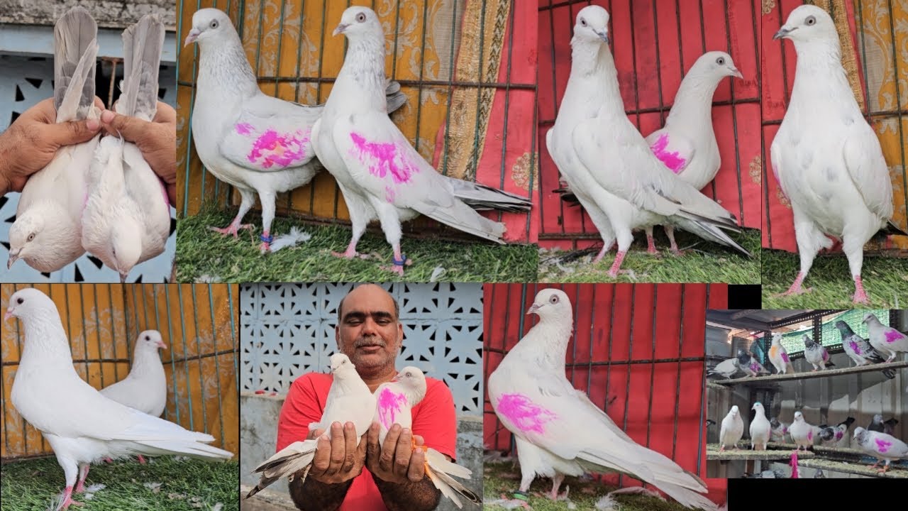 Kasni Dum,Bedag Full White, Kaldume Kabootar. Raza Bhai.Mumbai. Jai Kabootar jai Kabutar Jay Kabutar