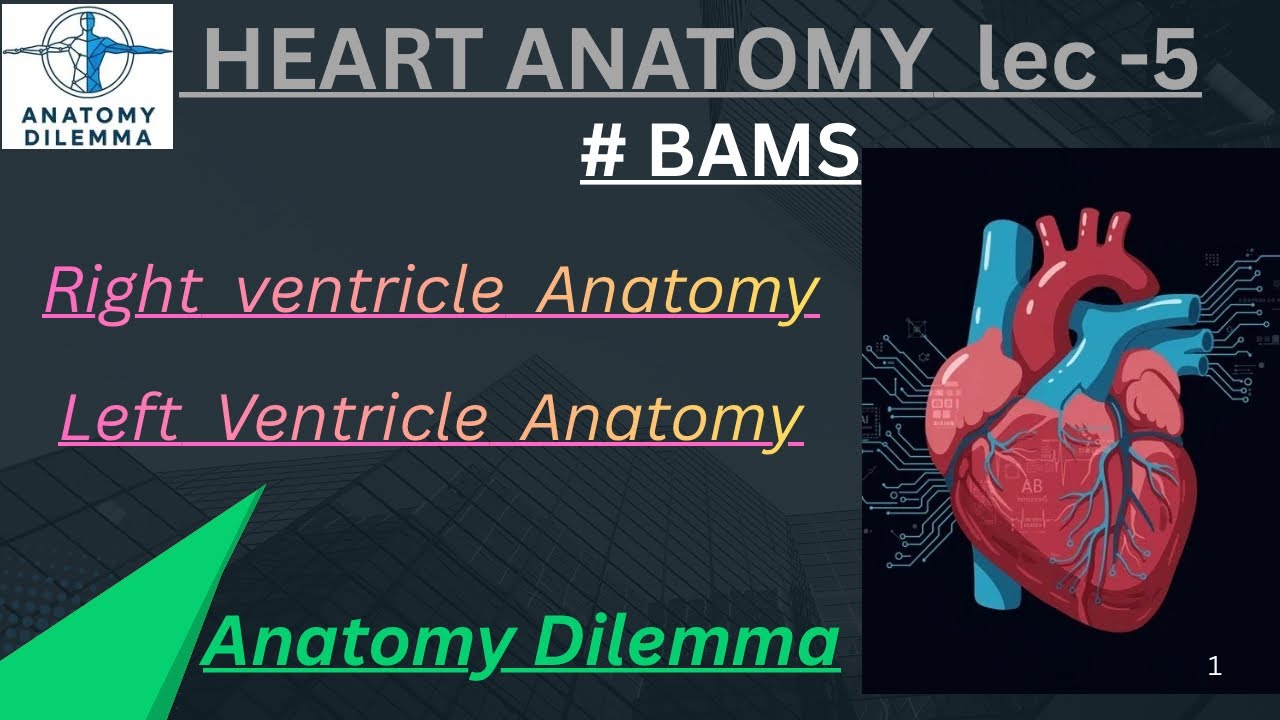 | Right and left ventricle anatomy | cardiovascular system | BAMS anatomy | anatomy dilemma|