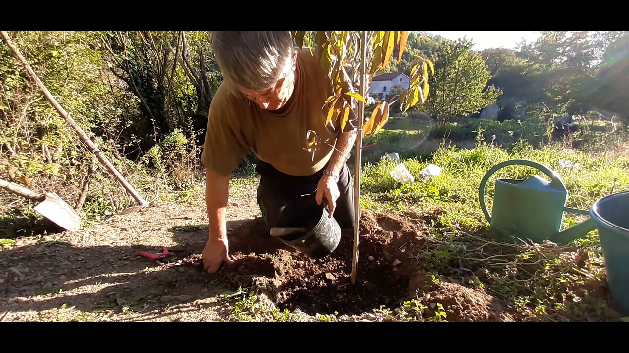 plantation de pêcher