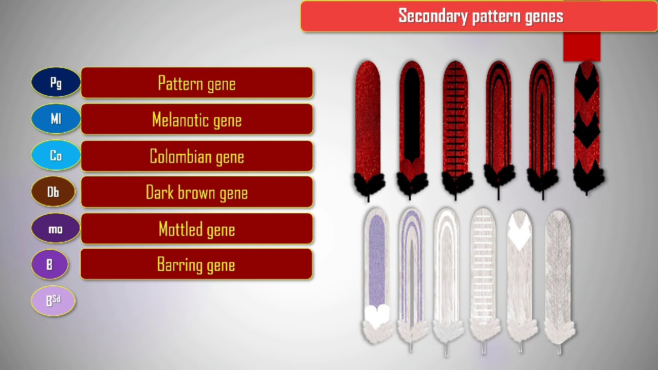 Chicken genetics : plumage color
