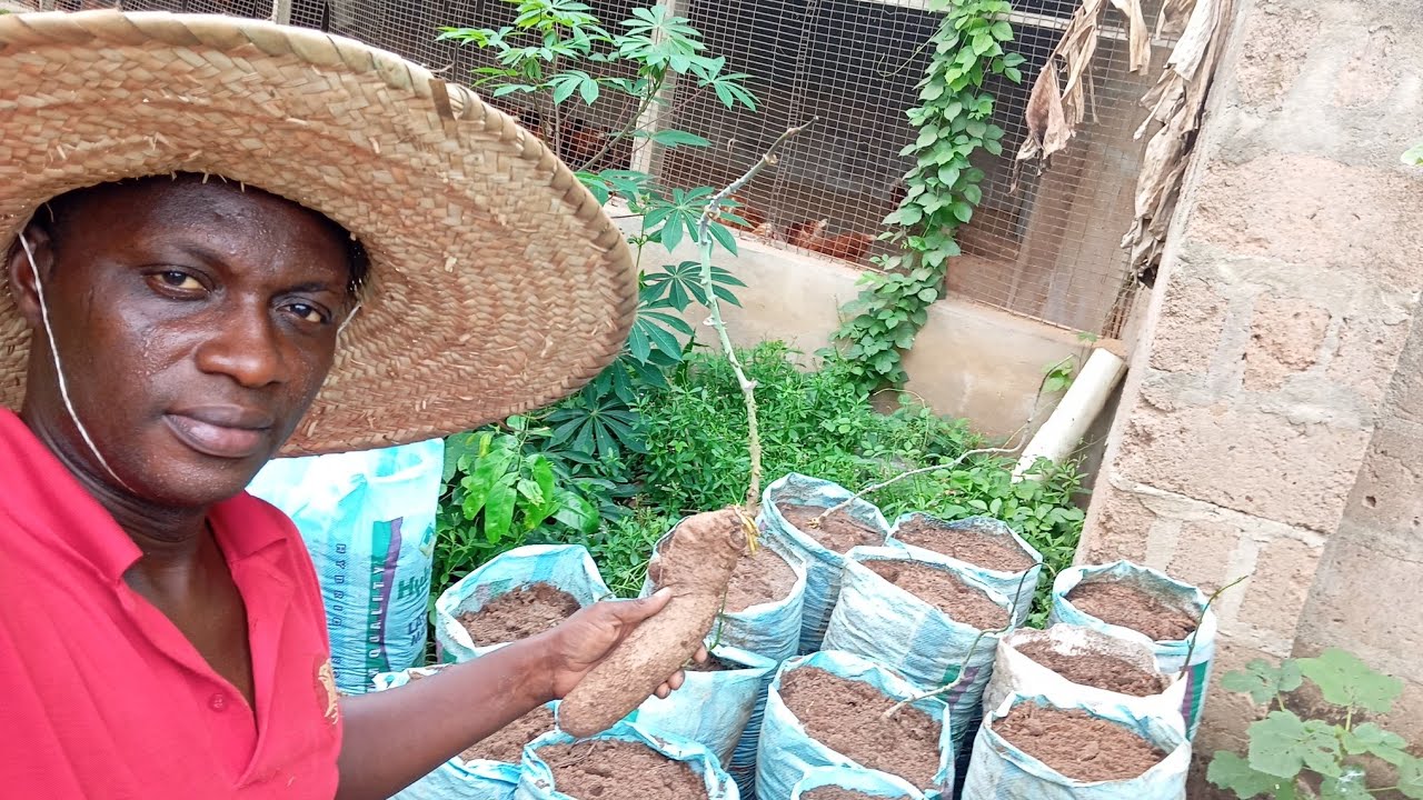 How you can plant seeds yams in bags easily in Nigeria without any hard work