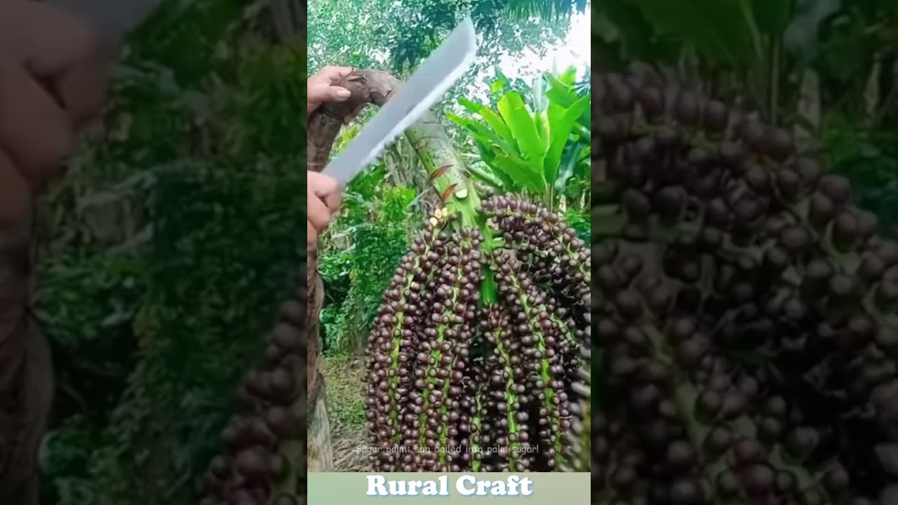 Sugar palm: sap boiled into palm sugar! #plants