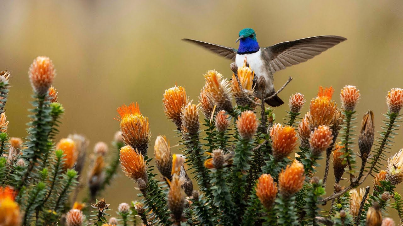 NEW SPECIES OF HUMMINGBIRD DISCOVERED! Blue-throated Hillstar