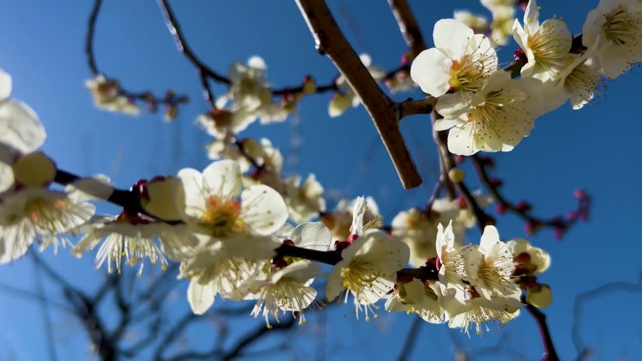 2026.2.28水戸偕楽園梅の開花状況