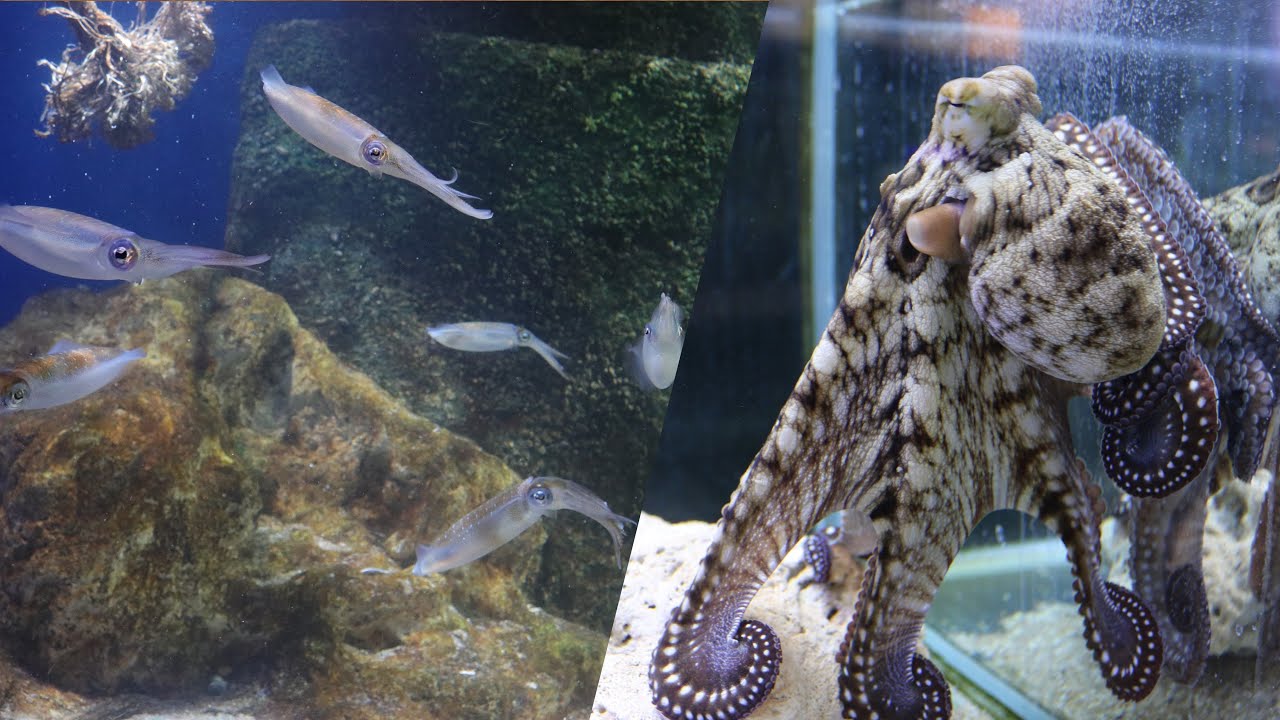 【水族館編】竹島水族館で、イカタコ界のスターに出会った。