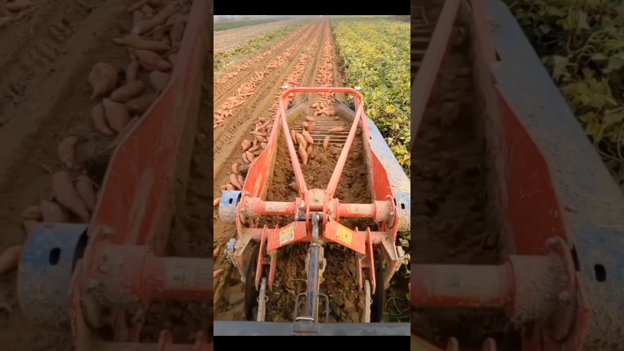 Harvesting with modern technology #modernfarming #nature #farmlife #agriculturetips #agriculture