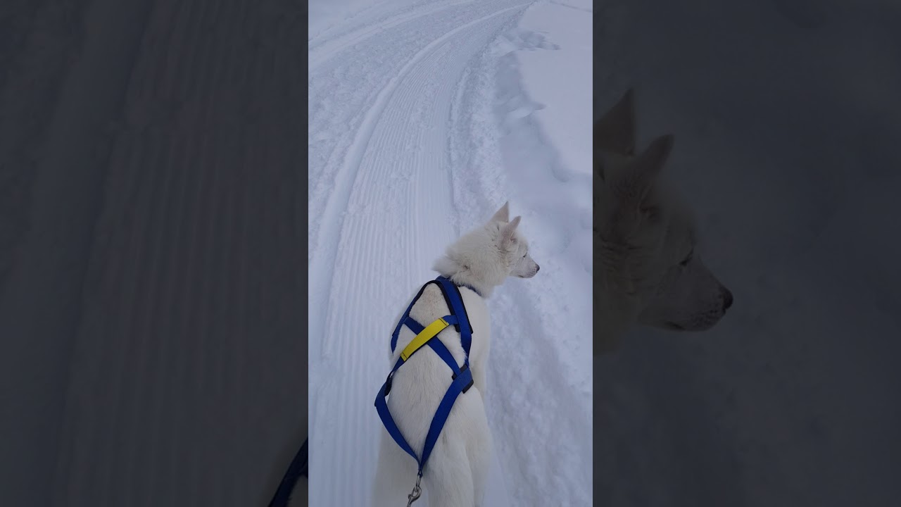 Bitterfittan visar hur man b&ouml;rjar.