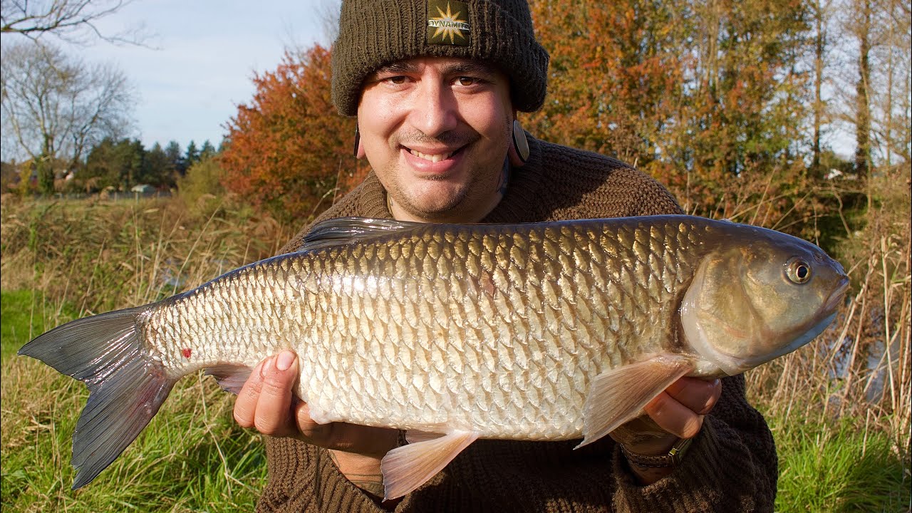 CHUB FISHING - 7lb+ BIG CHUB
