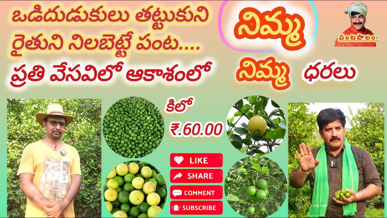 ఒడిదుడుకులు తట్టుకుని రైతుని నిలబెట్టే #నిమ్మ పంట,ప్రతివేసవిలోఆకాశాన్నంటే నిమ్మధర #lemon#lemonprice