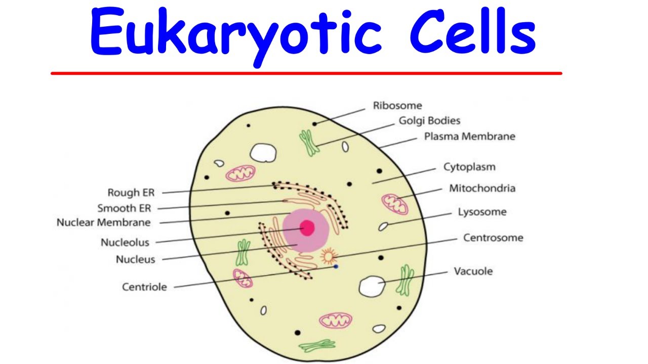 Eukaryotic Cells Explained | Structure, Organelles & Functions Made Easy