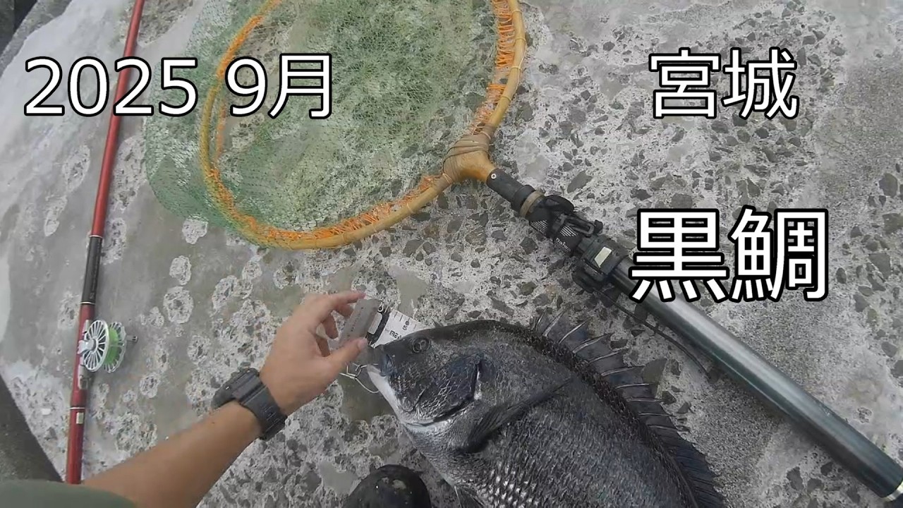 ９月の黒鯛　前打ち