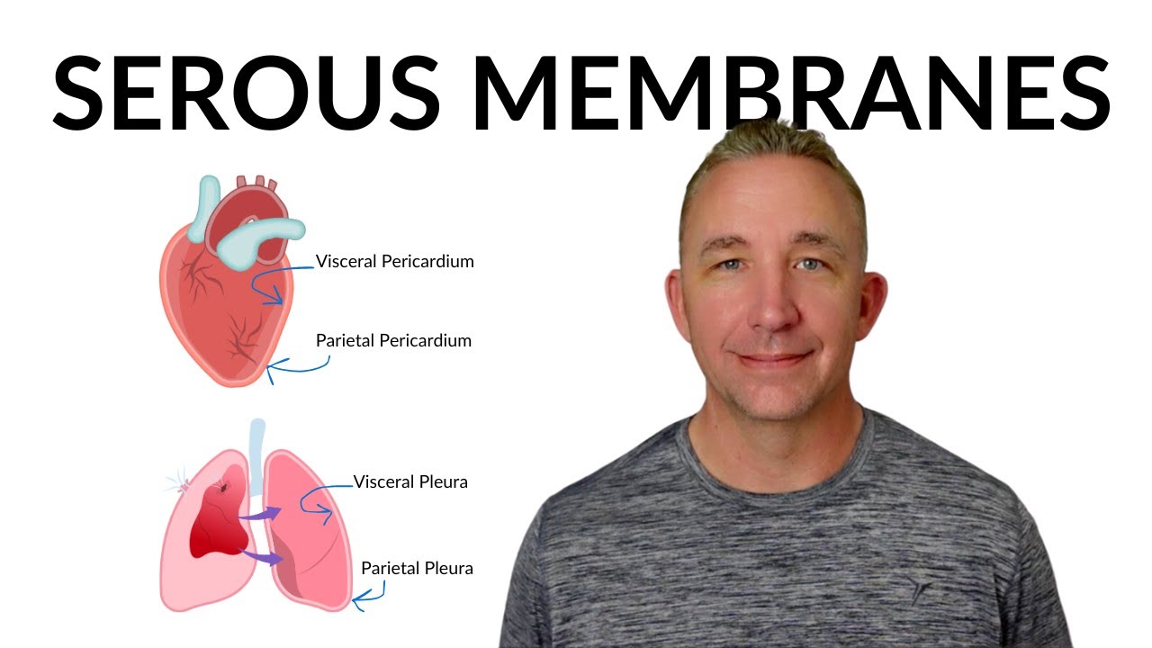 Understanding Serous Membranes: Visceral and Parietal