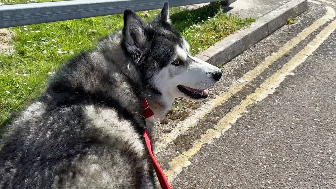 Husky Thinks Nan Drove Off And Left Us! + Leg Brace Fitting!