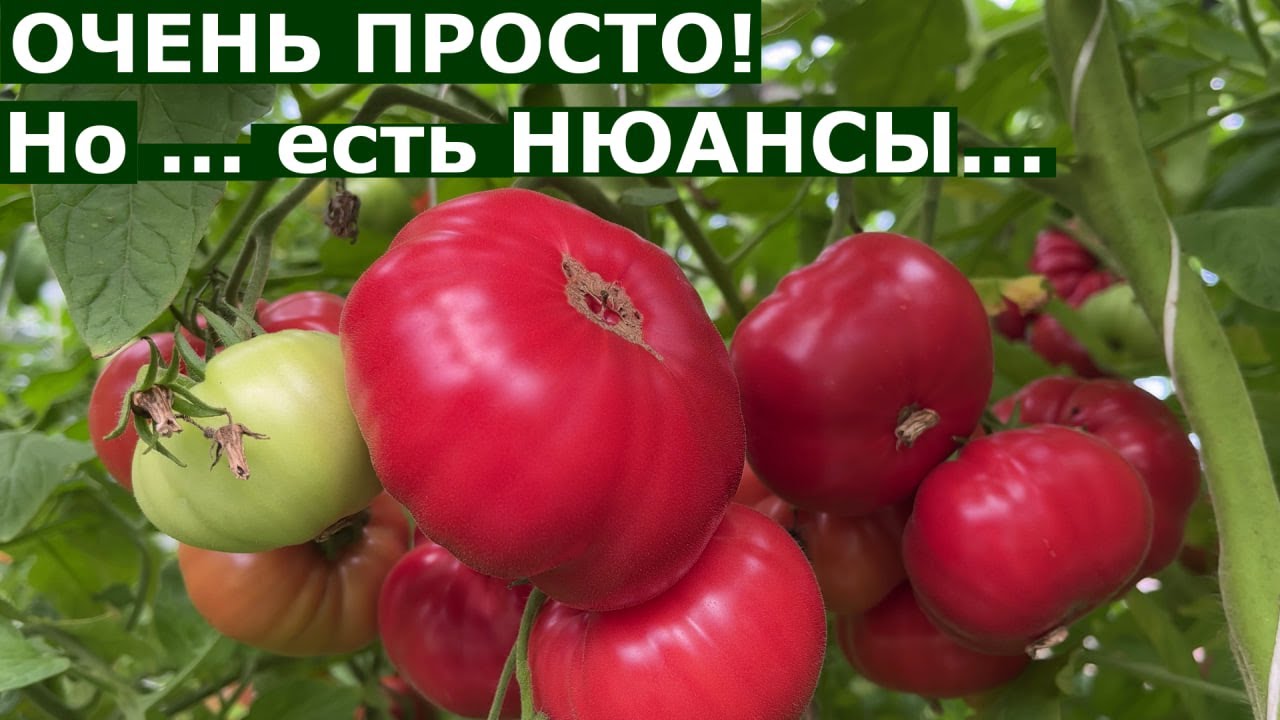 Как бы мы выбирали сорта томатов ДЛЯ СЕБЯ?