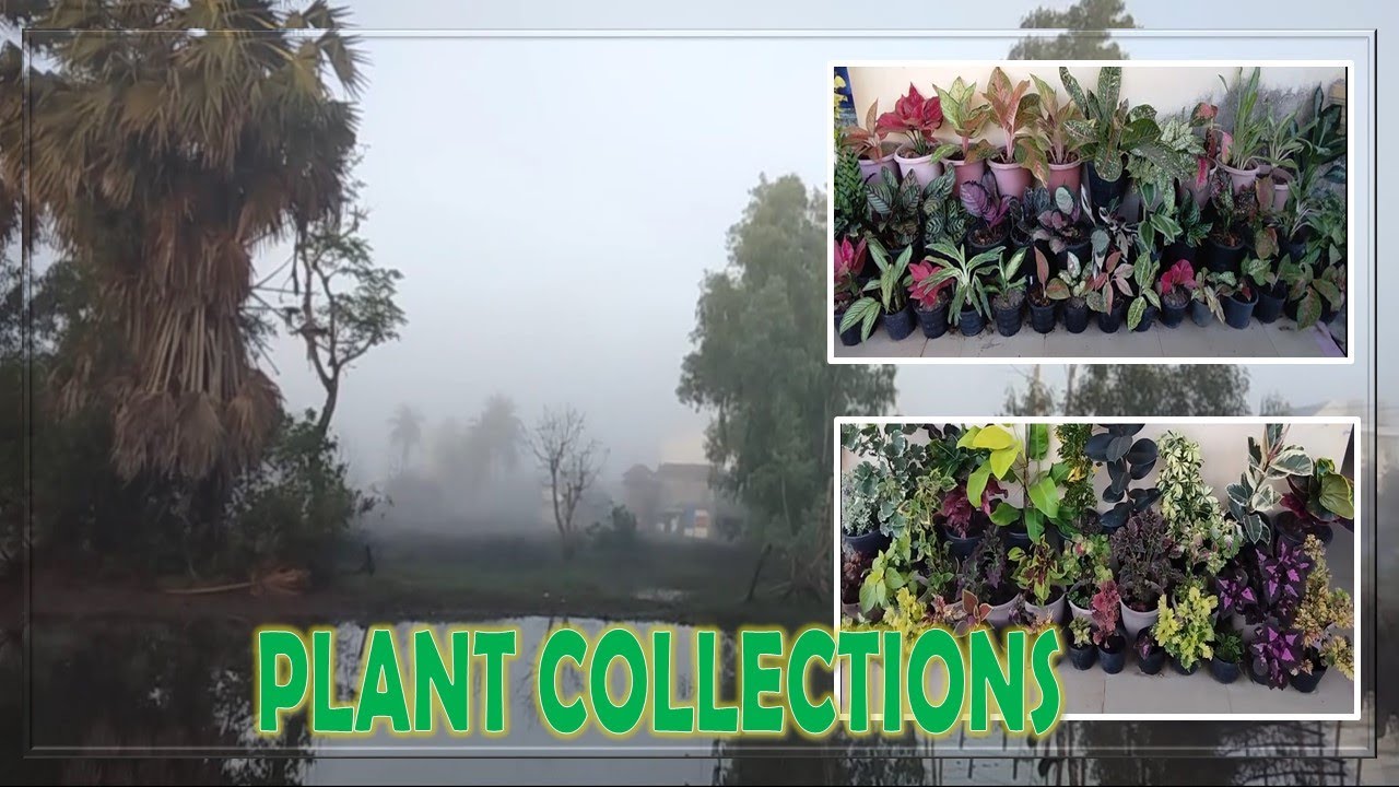 DIFFERENT PLANT COLLECTIONS