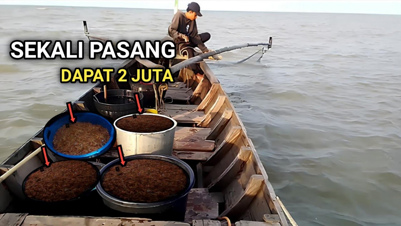 REZEKI DAPAT 2 JUTA SEKALI PASANG PUKAT UDANG‼️pukat jaring udang vaname /sondong