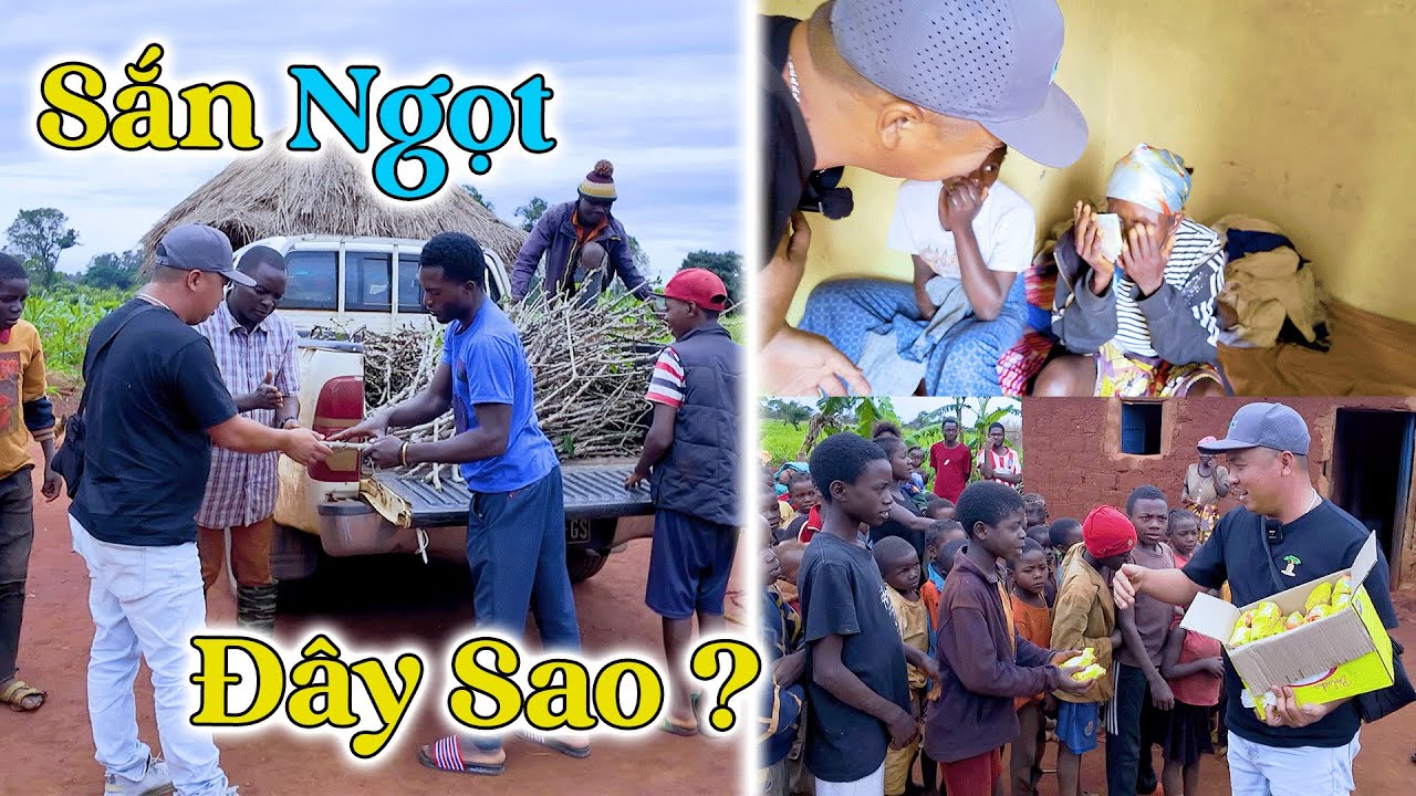 Đông Paulo || Toàn Sắn Ngọt Cho Năng Suất Cao Được Chuyển Tới, Bác Thầy Lang Vui Như Tết Khi Nhận!