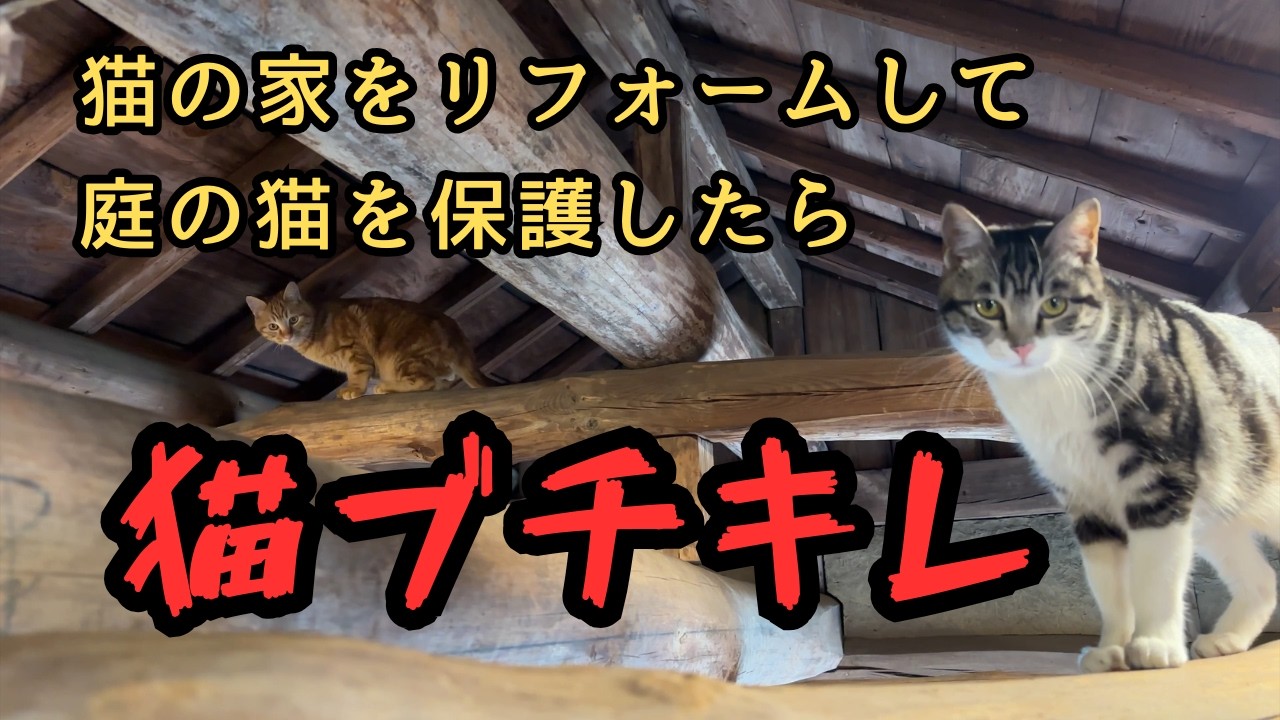 【11匹の兄弟庭猫】野良猫を保護したら嚙みつき放題やらかしてます…