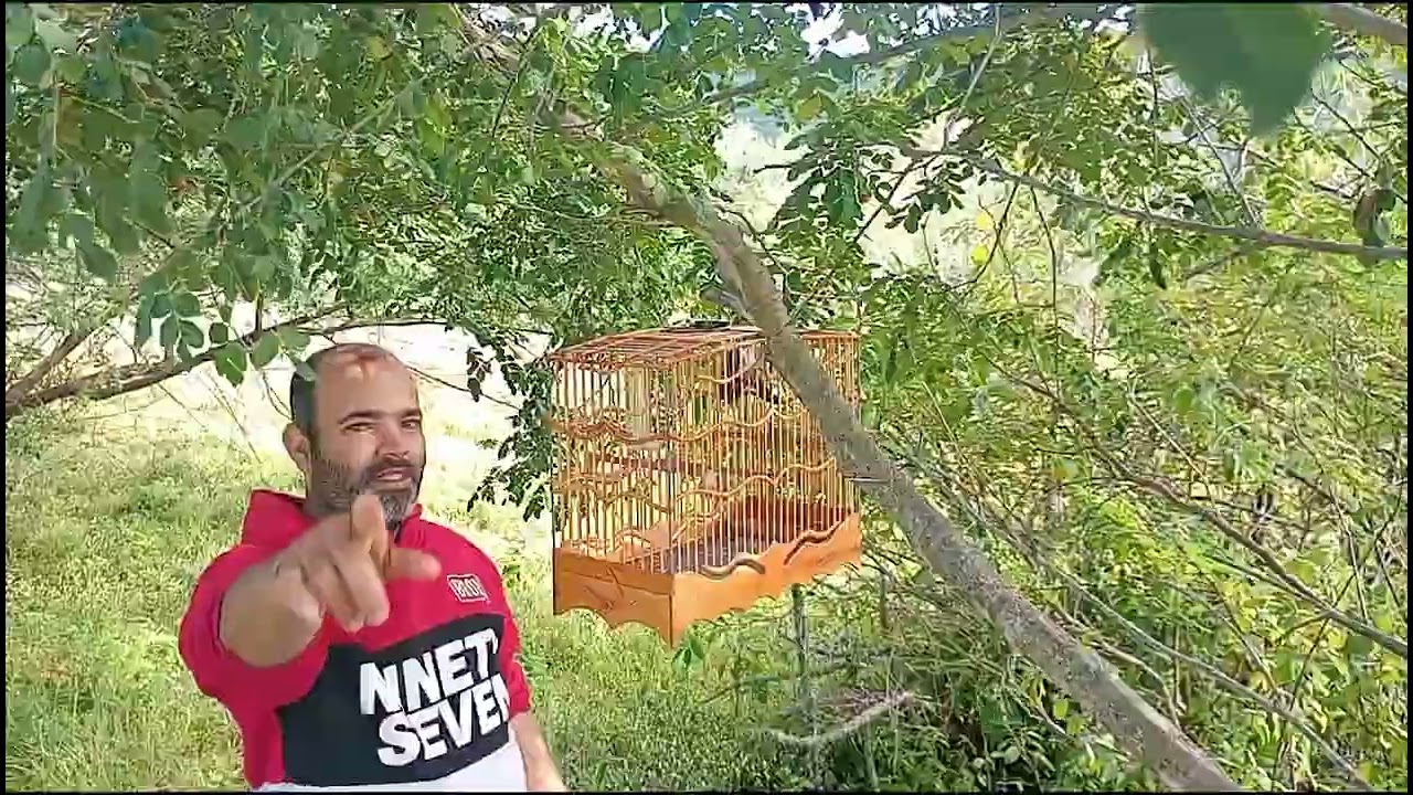 Vídeos de tico tico furioso