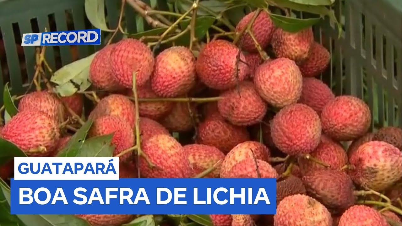 Produtores de lichia celebram safra recorde em Guatapará (SP)