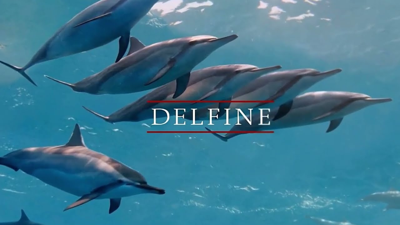 Delfine &ndash; Faszinierende Meeress&auml;uger und ihre Herausforderungen