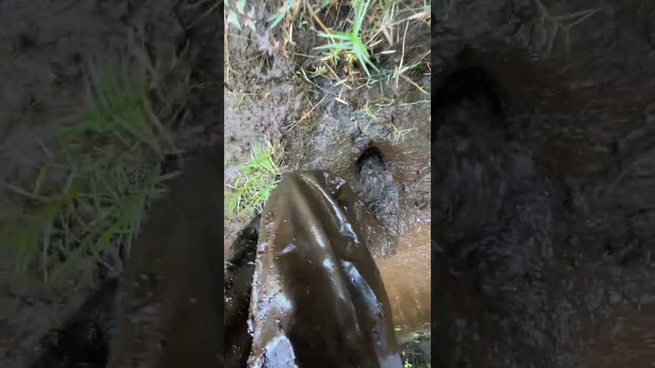 Waders in swamp mud 2