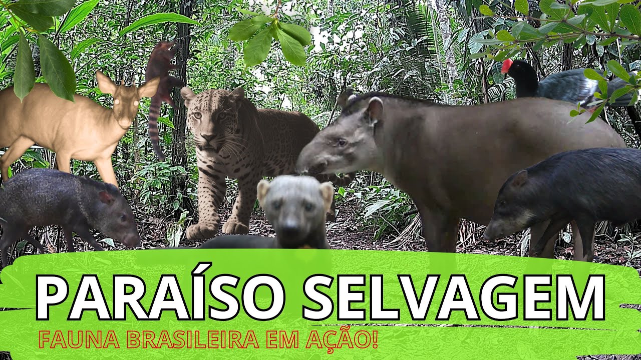 Animais Selvagens da Floresta: Cenas Incr&iacute;veis da Natureza e Vida Selvagem em Apenas Um Minuto