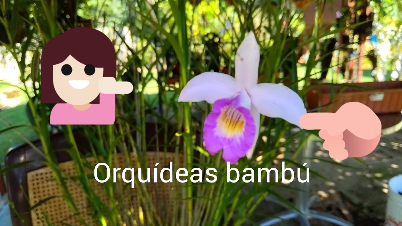 COMO DIVIDIR Y TRABAJAR ORQUÍDEAS BAMBÚ?