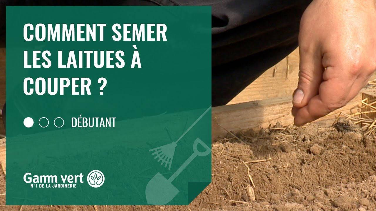 Tuto - Comment semer les laitues &agrave; couper ?