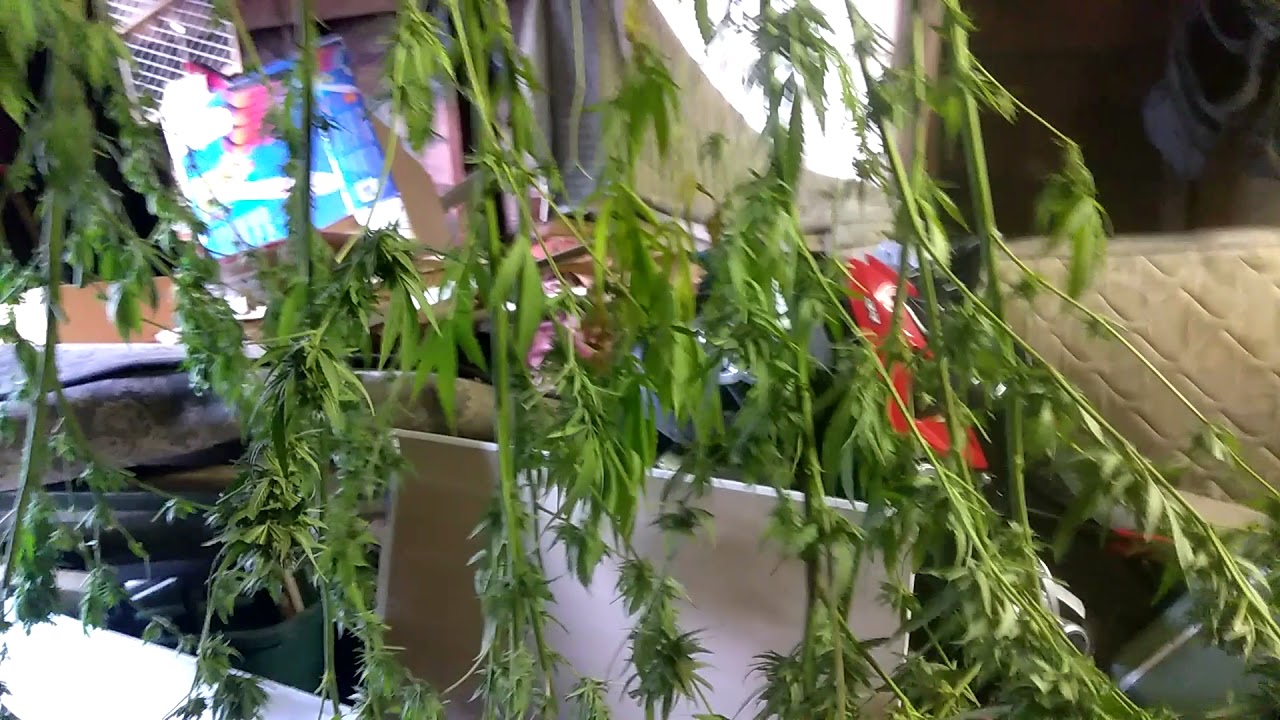 Trimming the buds off the three monster plants