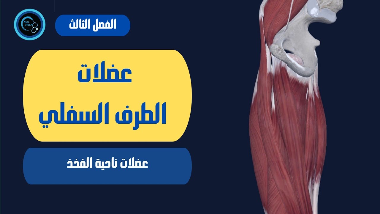 عضلات الفخذ | السنة التحضيرية | الفصل الثالث
