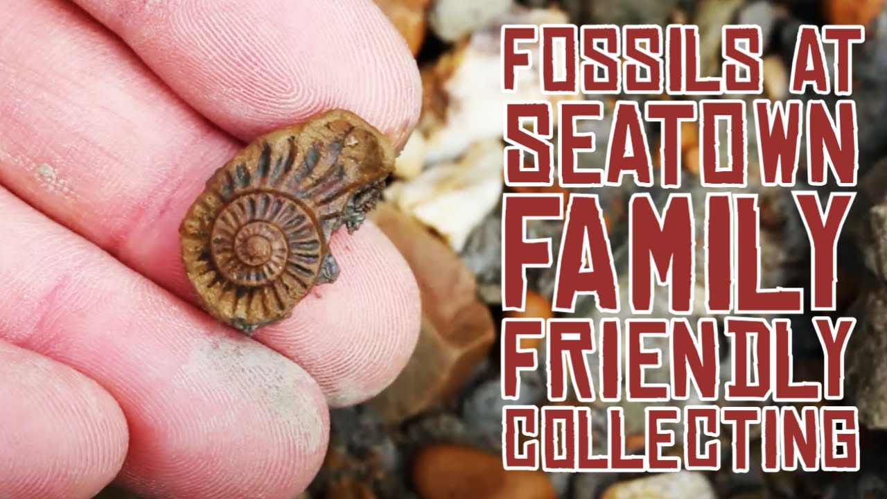 Fossil Hunting Seatown family friendly
