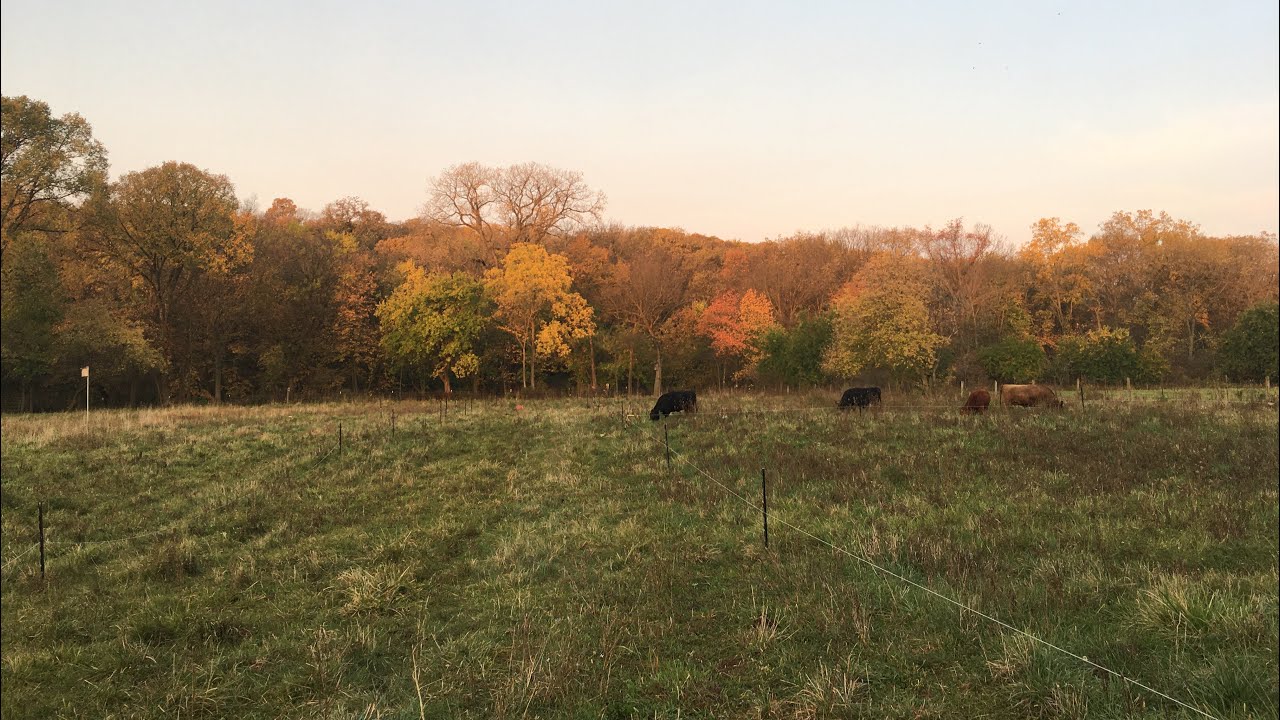 More detail on fall grazing strategies for a small scale cattle ranch
