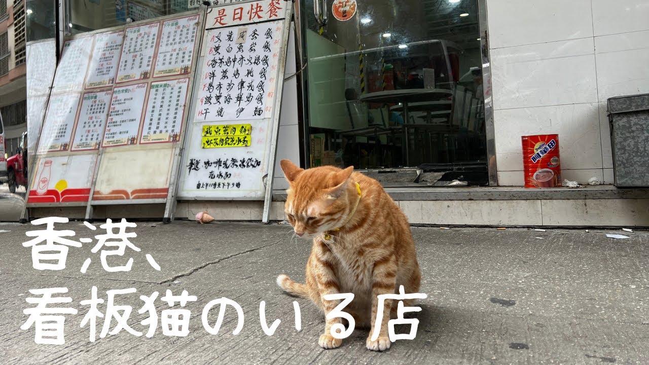 370 猫のいる茶餐廳【香港】