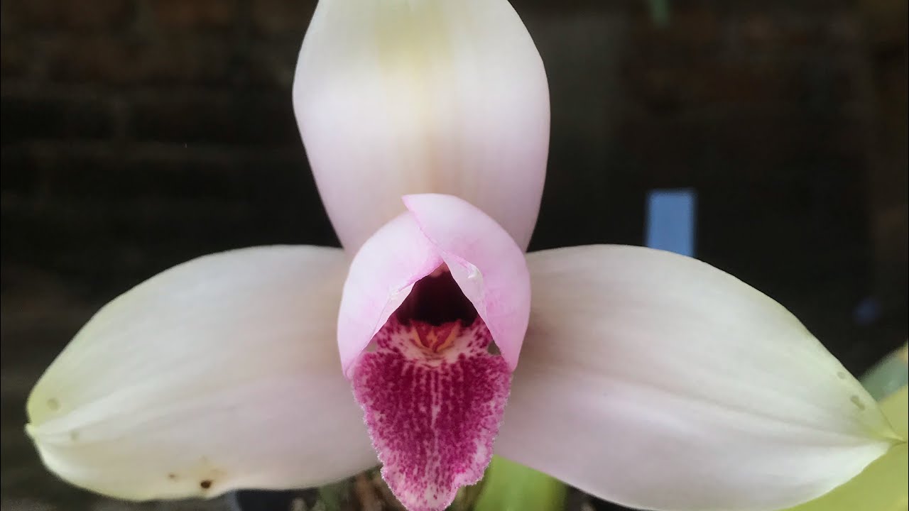 Orquídea lycaste skinneri - descripcion y manejo